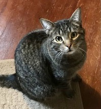 Tucker & Tyler, a Adoptable mixed breed in Cranford, NJ image 5/12