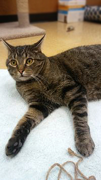 Tucker & Tyler, a Adoptable mixed breed in Cranford, NJ image 6/12