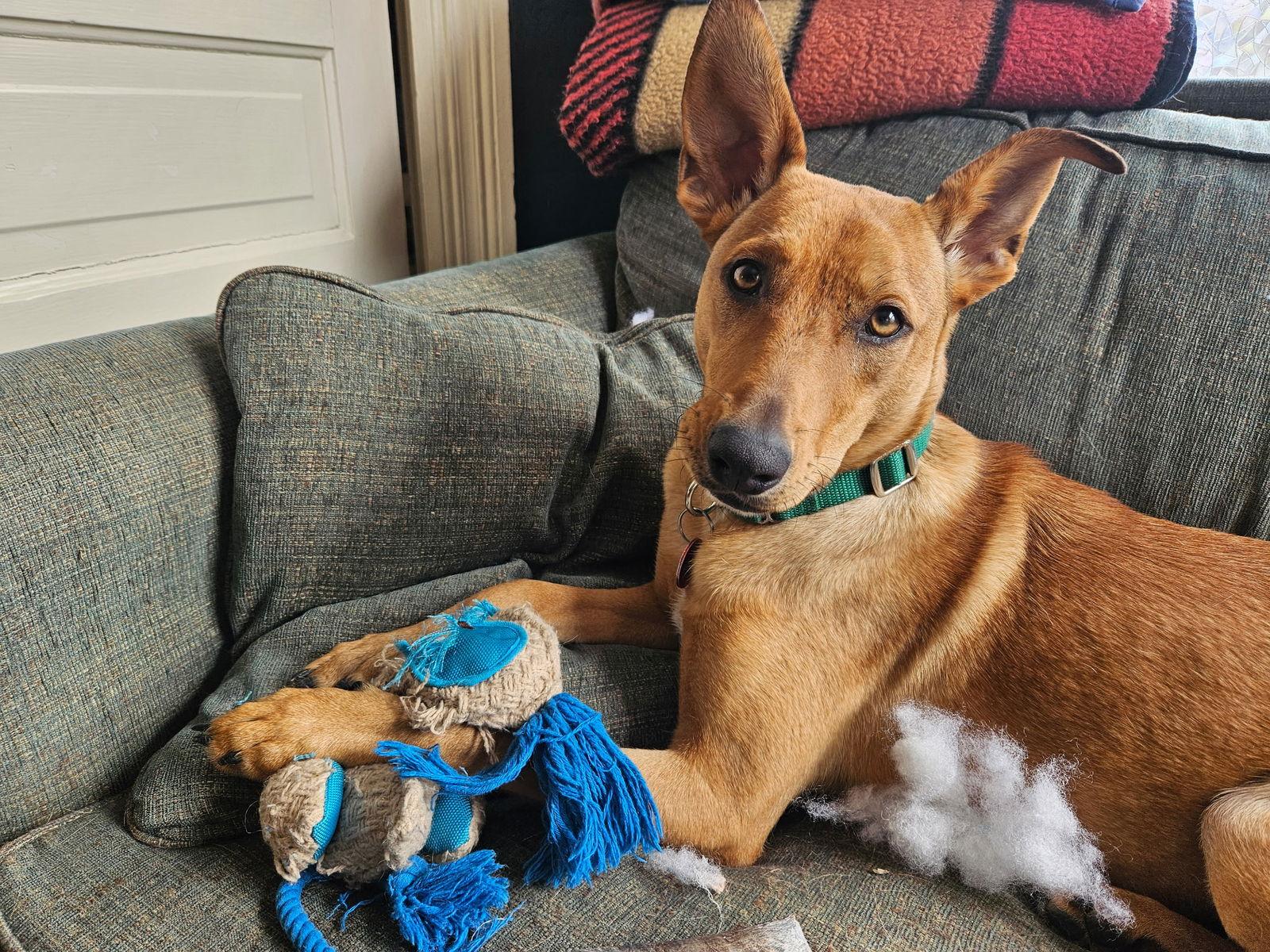 Florence Nightingale *LOCAL*, Adoptable, Puppy Female Terrier.