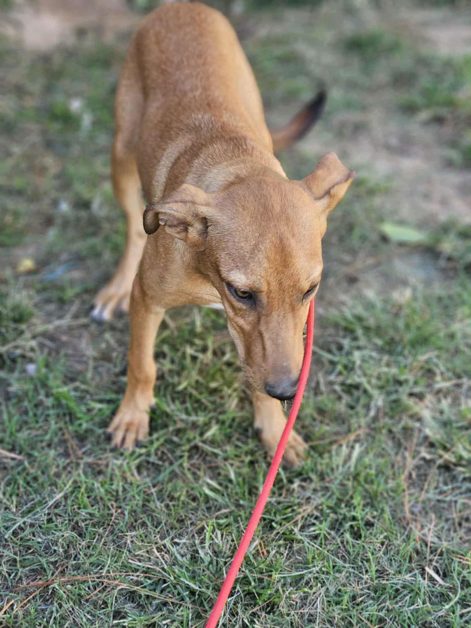 Enlarge Florence Nightingale, a Adoptable Terrier in Wakefield, RI image 1/3