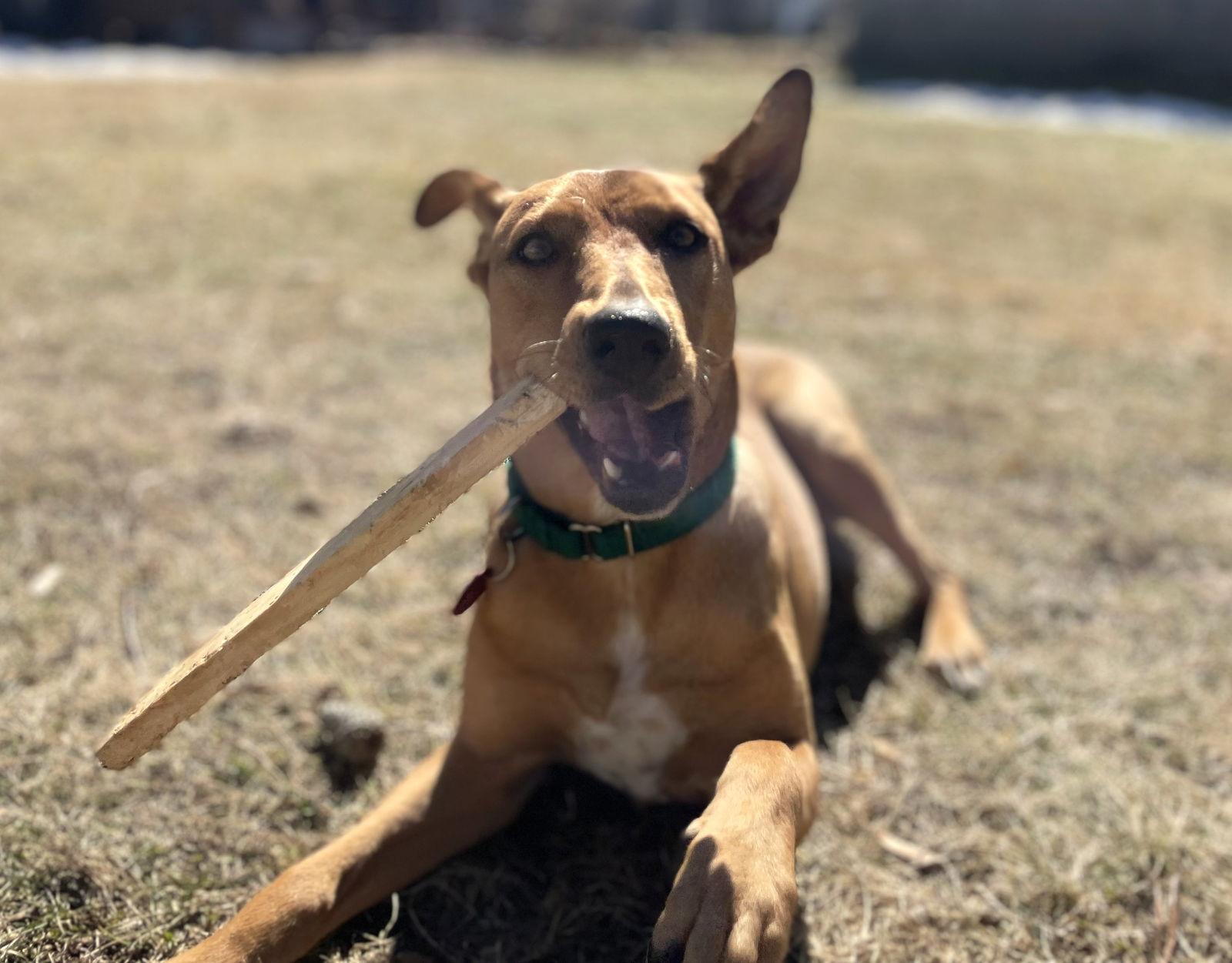 Florence Nightingale *LOCAL*, Adoptable, Puppy Female Terrier.