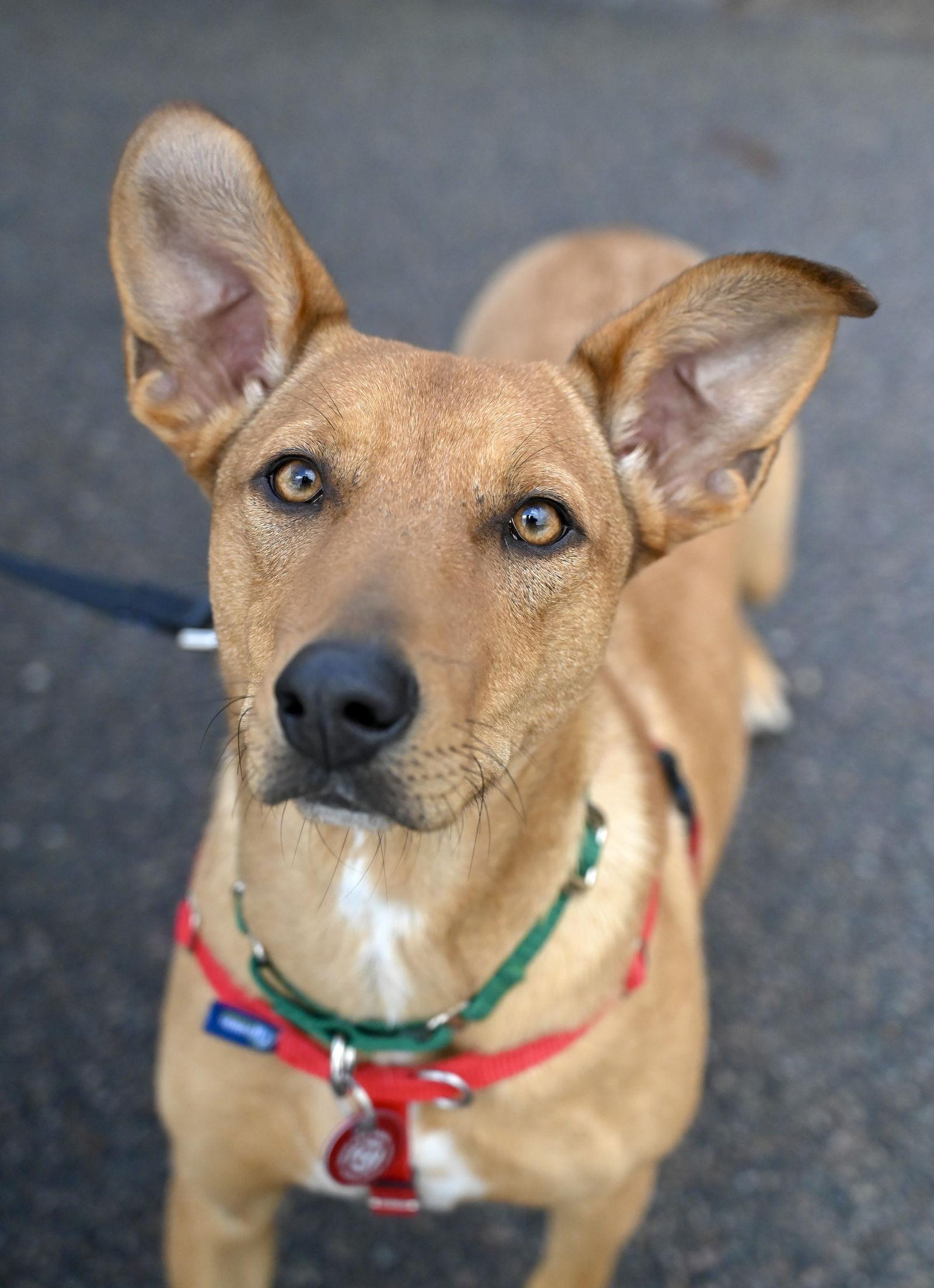 Enlarge Florence Nightingale *LOCAL*, a Adoptable Terrier in Wakefield, RI image 2/3