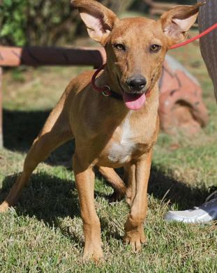 Enlarge Florence Nightingale, a Adoptable Terrier in Wakefield, RI image 2/3