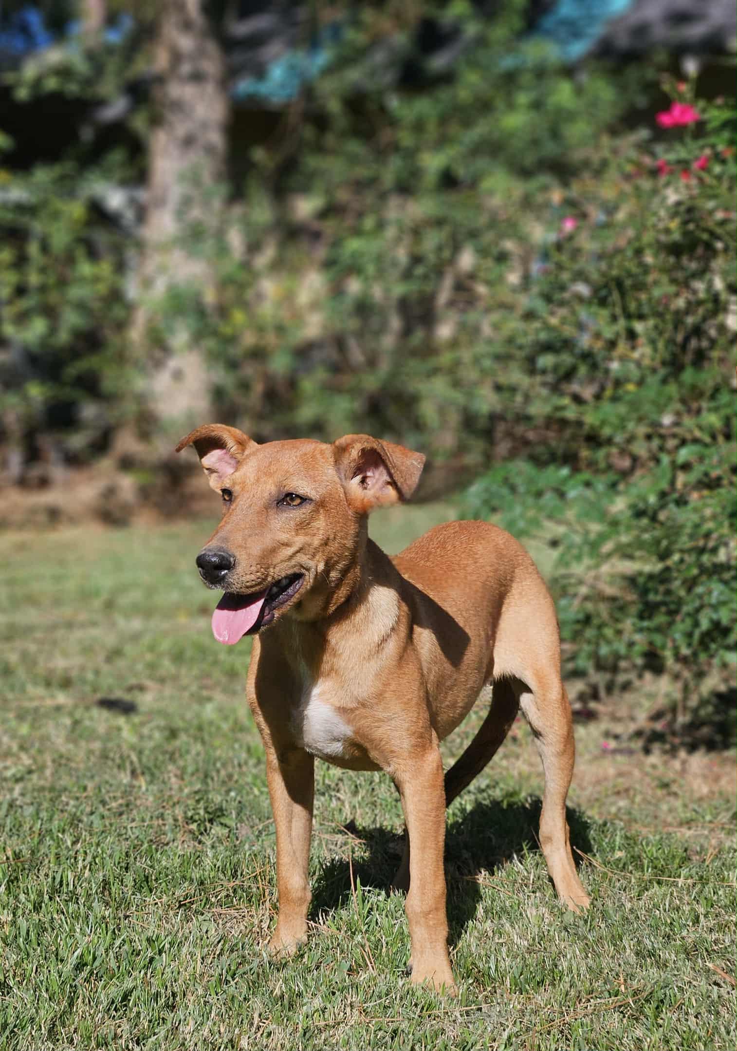 Enlarge Florence Nightingale, a Adoptable Terrier in Wakefield, RI image 3/3