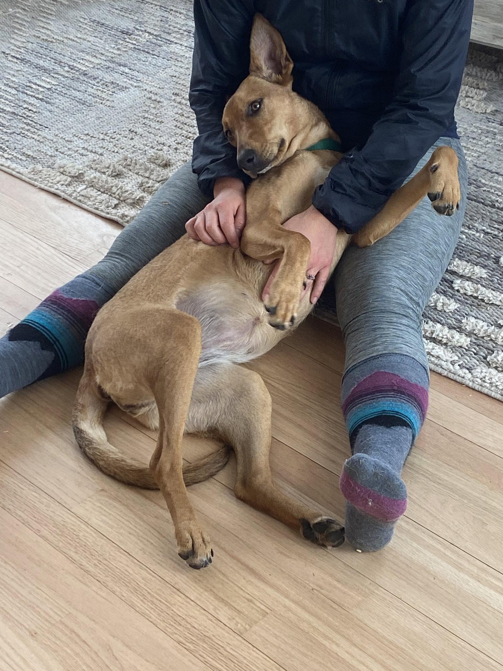 Florence Nightingale *LOCAL*, Adoptable, Puppy Female Terrier.