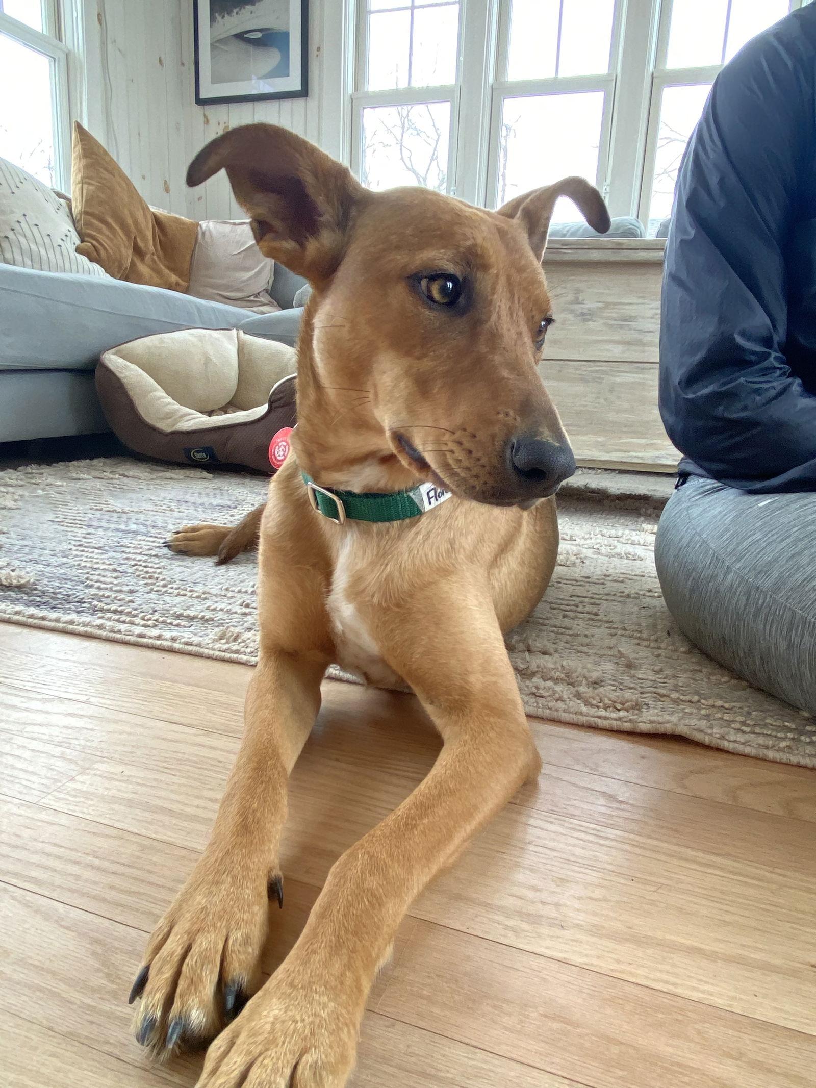 Enlarge Florence Nightingale *LOCAL*, a Adoptable Terrier in Wakefield, RI image 3/3