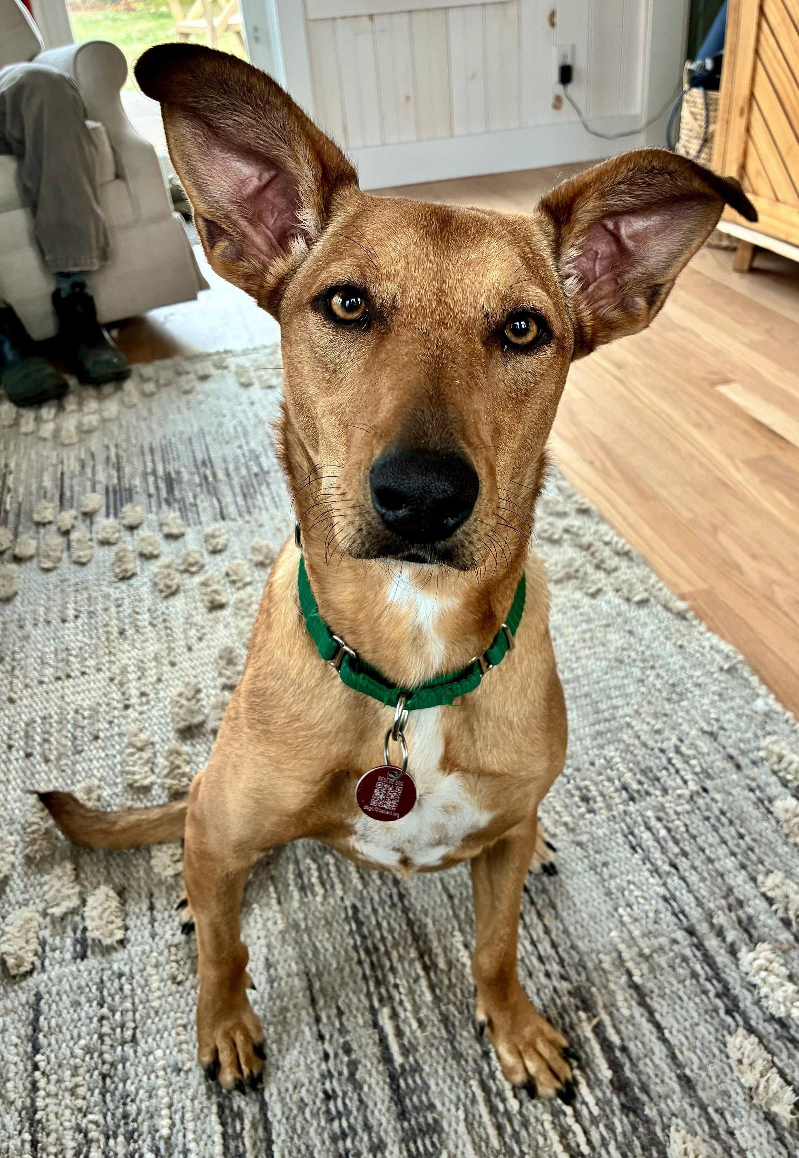 Enlarge Florence Nightingale *LOCAL*, a Adoptable Terrier in Wakefield, RI image 3/3