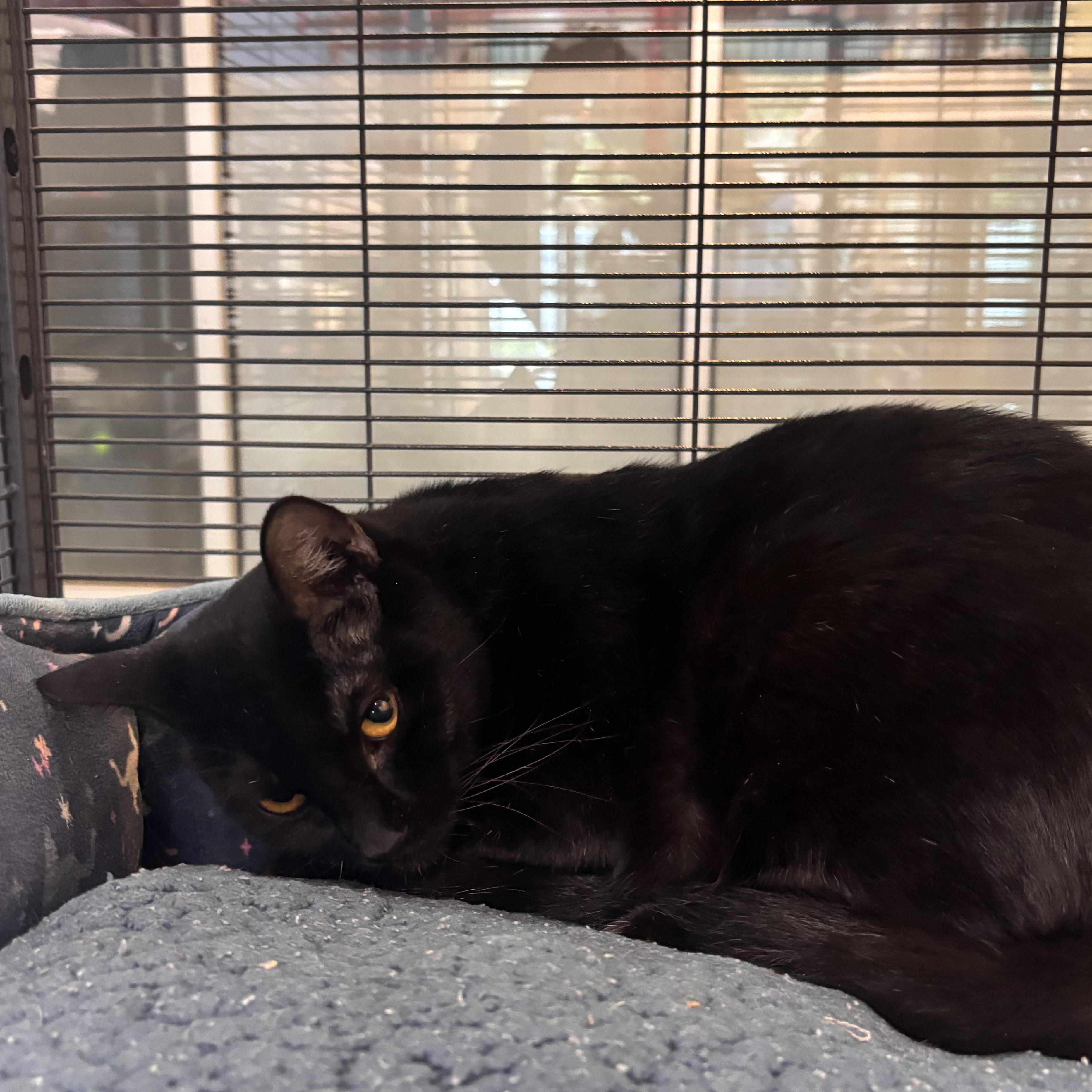Enlarge Tortellini, a Adoptable Domestic Short Hair in Charleston, SC image 1/1