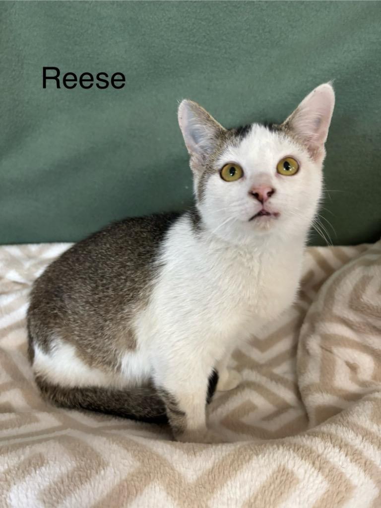 Reese, Adoptable, Young Female Domestic Short Hair.