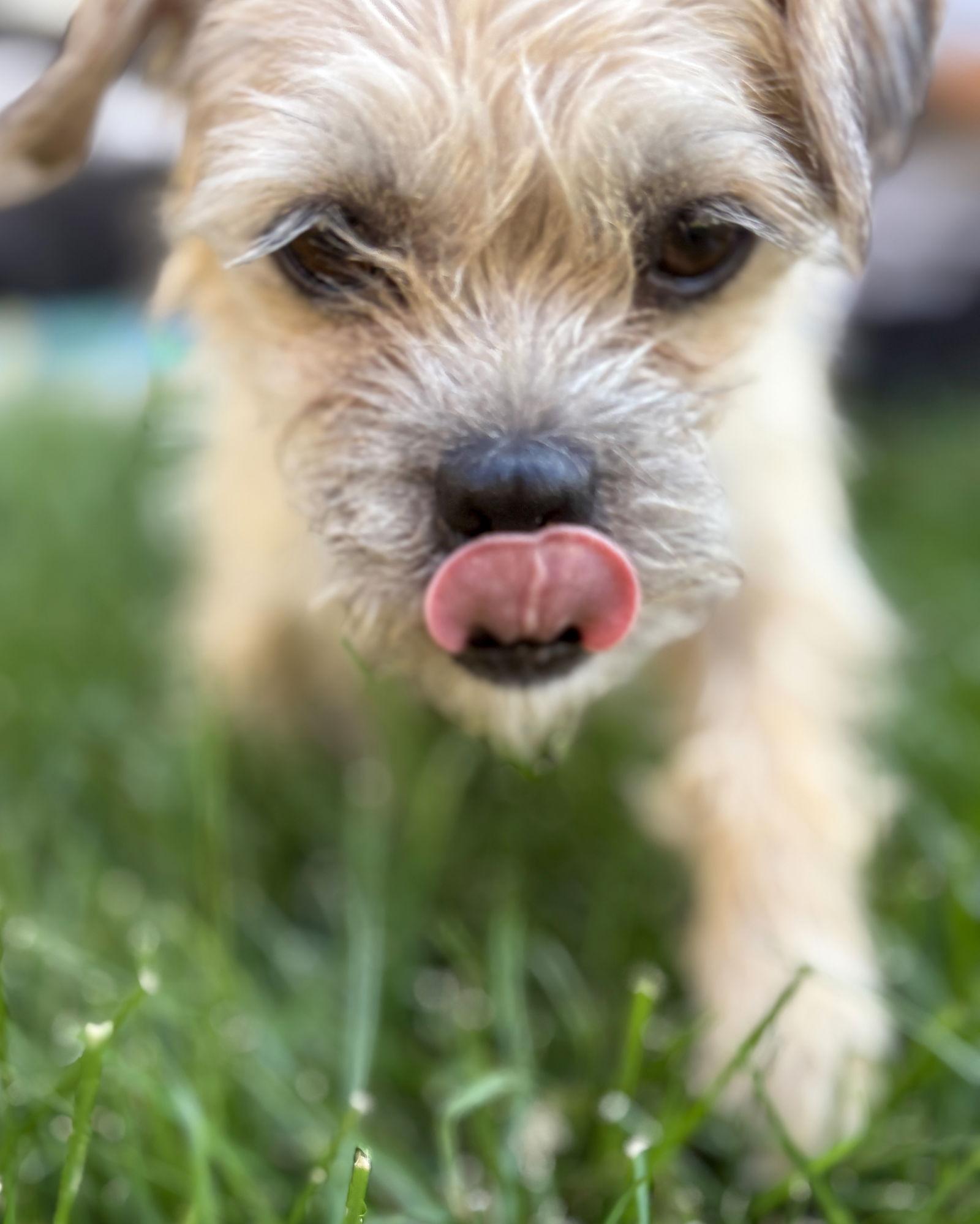 Josie, Adopted, Adult Female Border Terrier.