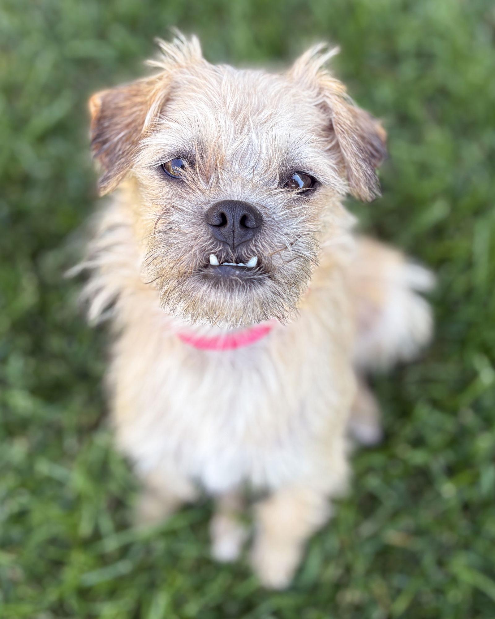 Josie, a Adopted Border Terrier in Corona, CA image 2/3