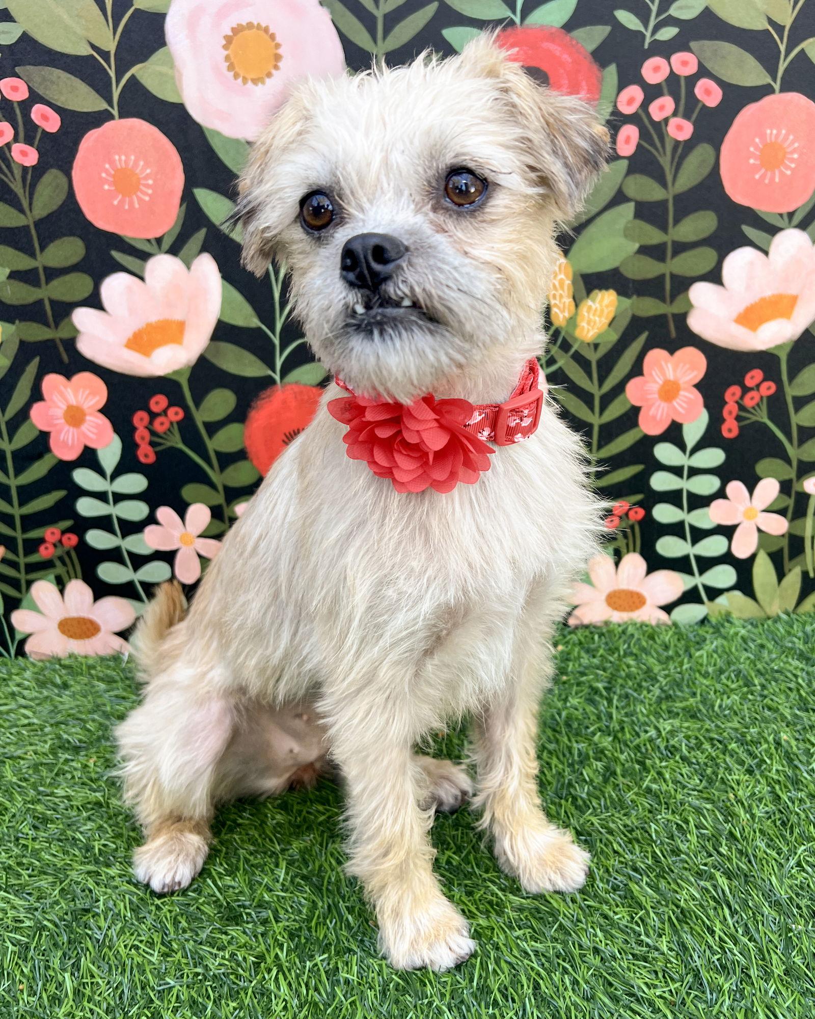 Josie, a Adopted Border Terrier in Corona, CA image 3/3