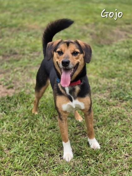 Gojo, an adopted mixed breed in Bishop, GA image 5/6