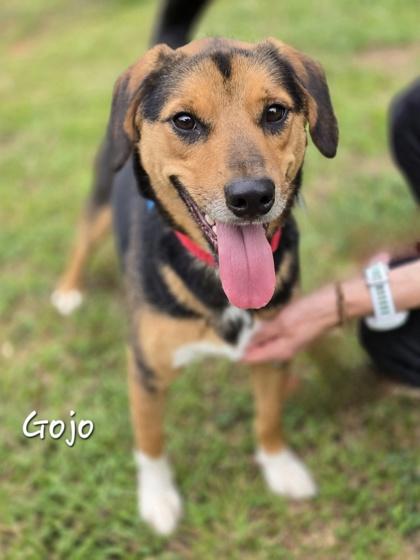 Gojo, an adopted mixed breed in Bishop, GA image 6/6