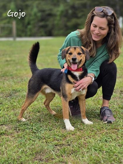 Gojo, adopted, Adult Male Beagle.