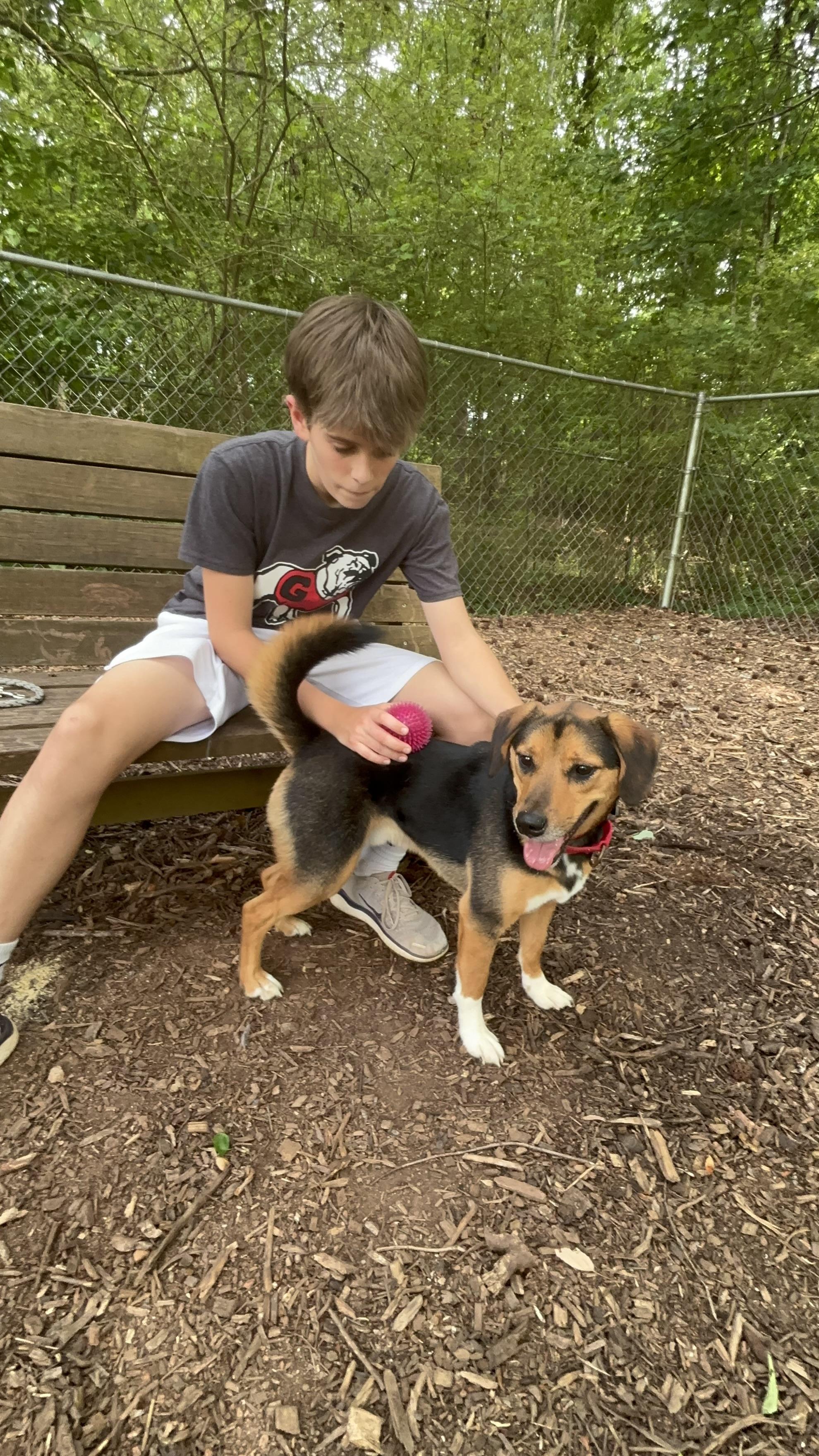 Gojo, an adopted mixed breed in Bishop, GA image 3/6
