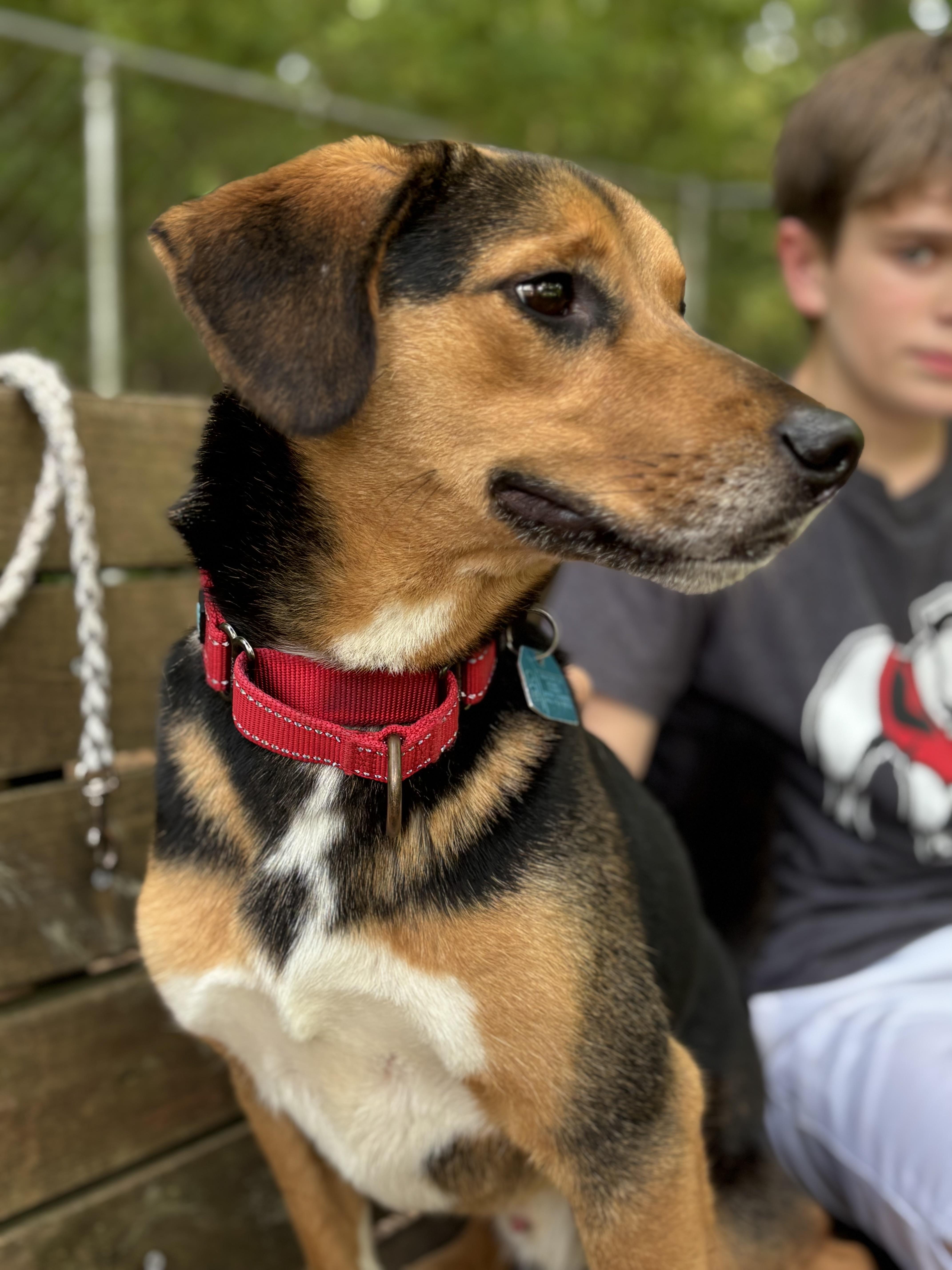 Gojo, an adopted mixed breed in Bishop, GA image 4/6