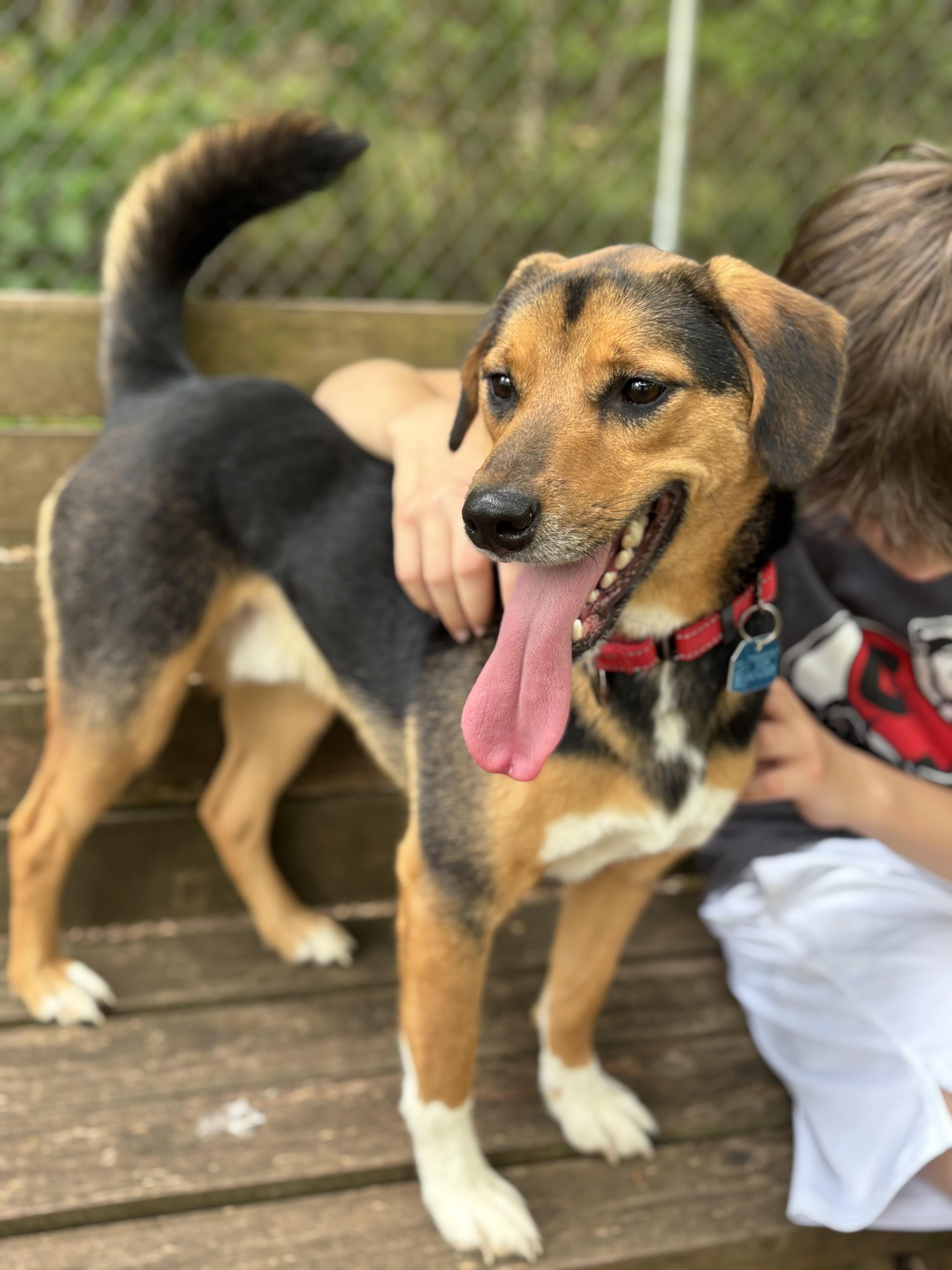 Gojo, an adopted mixed breed in Bishop, GA image 2/6
