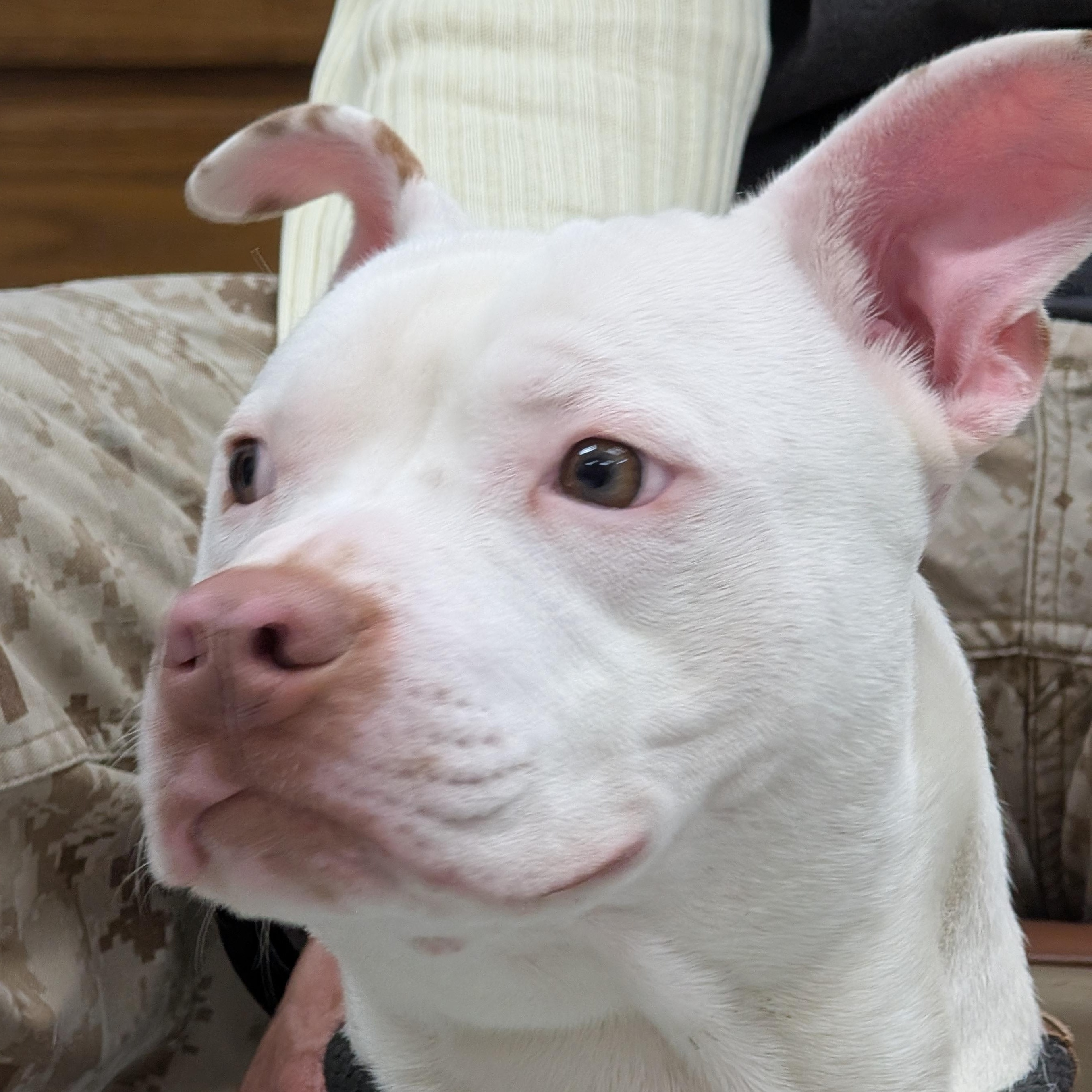 189152 Wilbur LOOKING FOR OWNER, ADOPTABLE, Adult Male Pit Bull Terrier.