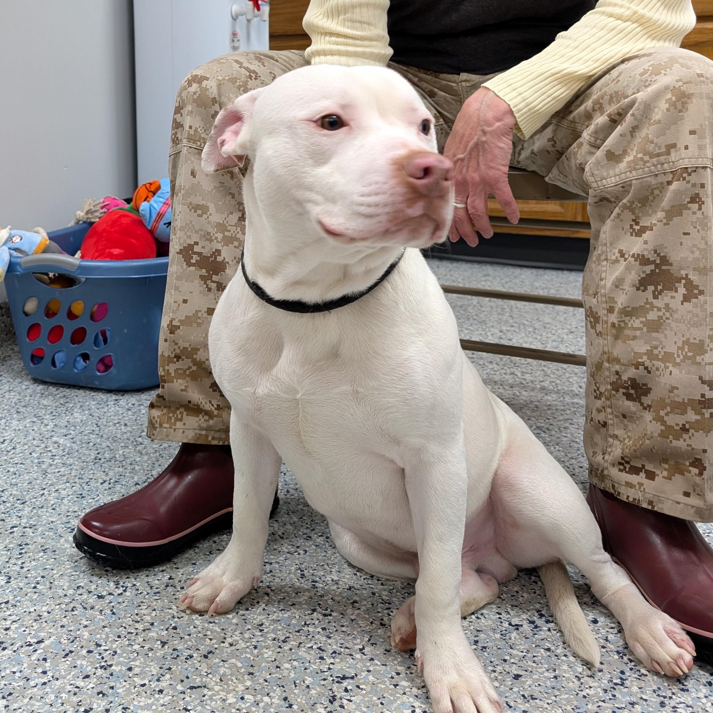 Enlarge 189152 Wilbur  , a ADOPTABLE Pit Bull Terrier in Ravenna, OH image 5/5
