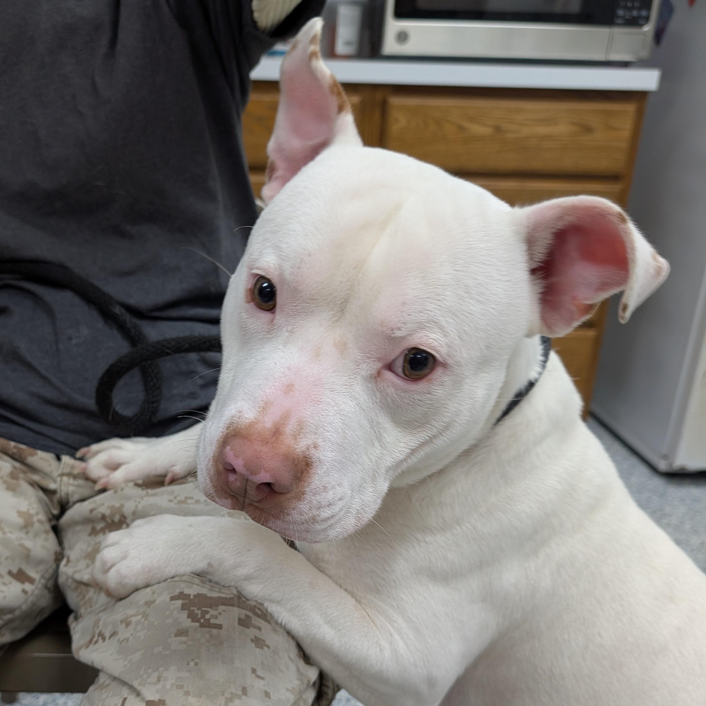 Enlarge 189152 Wilbur  , a ADOPTABLE Pit Bull Terrier in Ravenna, OH image 4/5