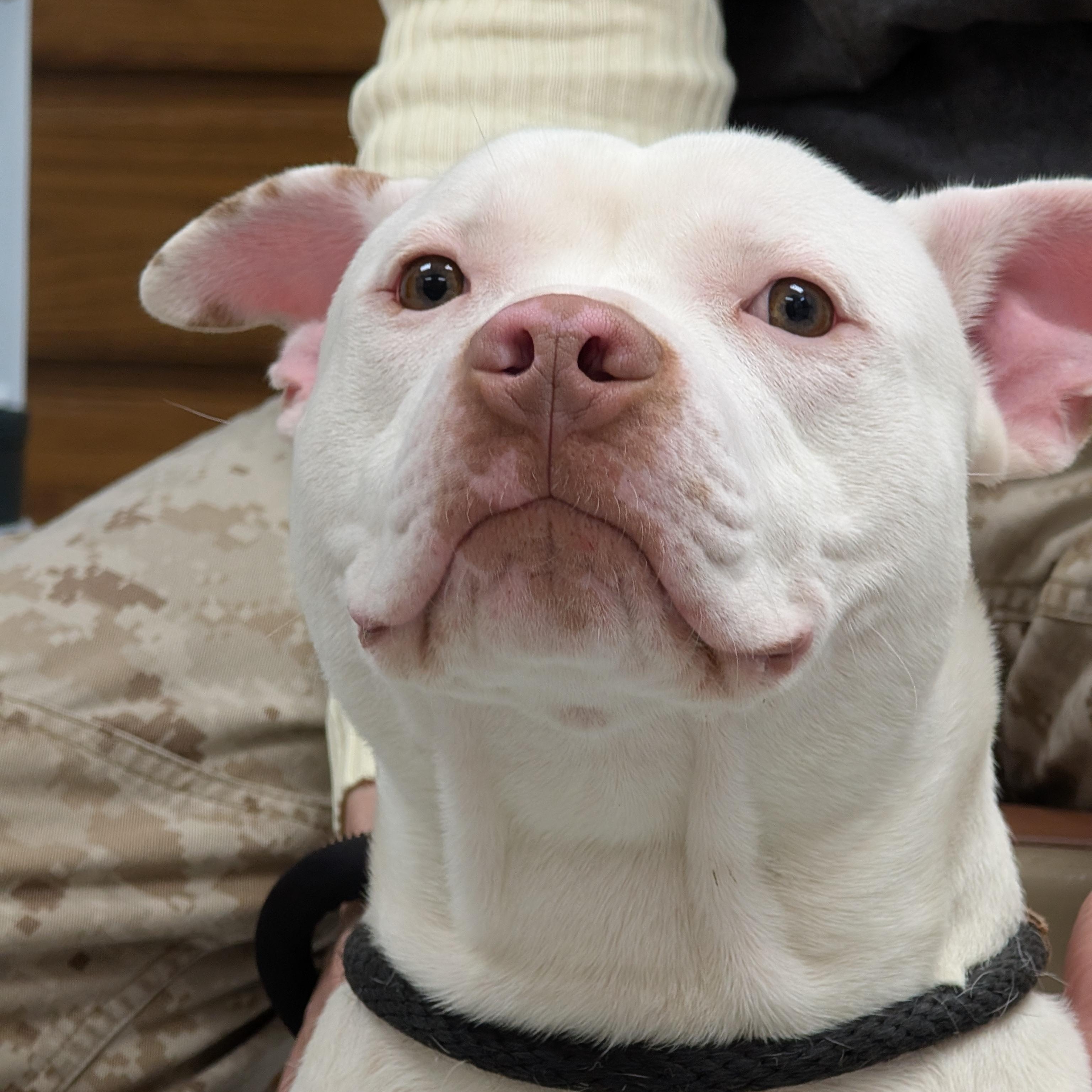 Enlarge 189152 Wilbur  , a ADOPTABLE Pit Bull Terrier in Ravenna, OH image 2/5