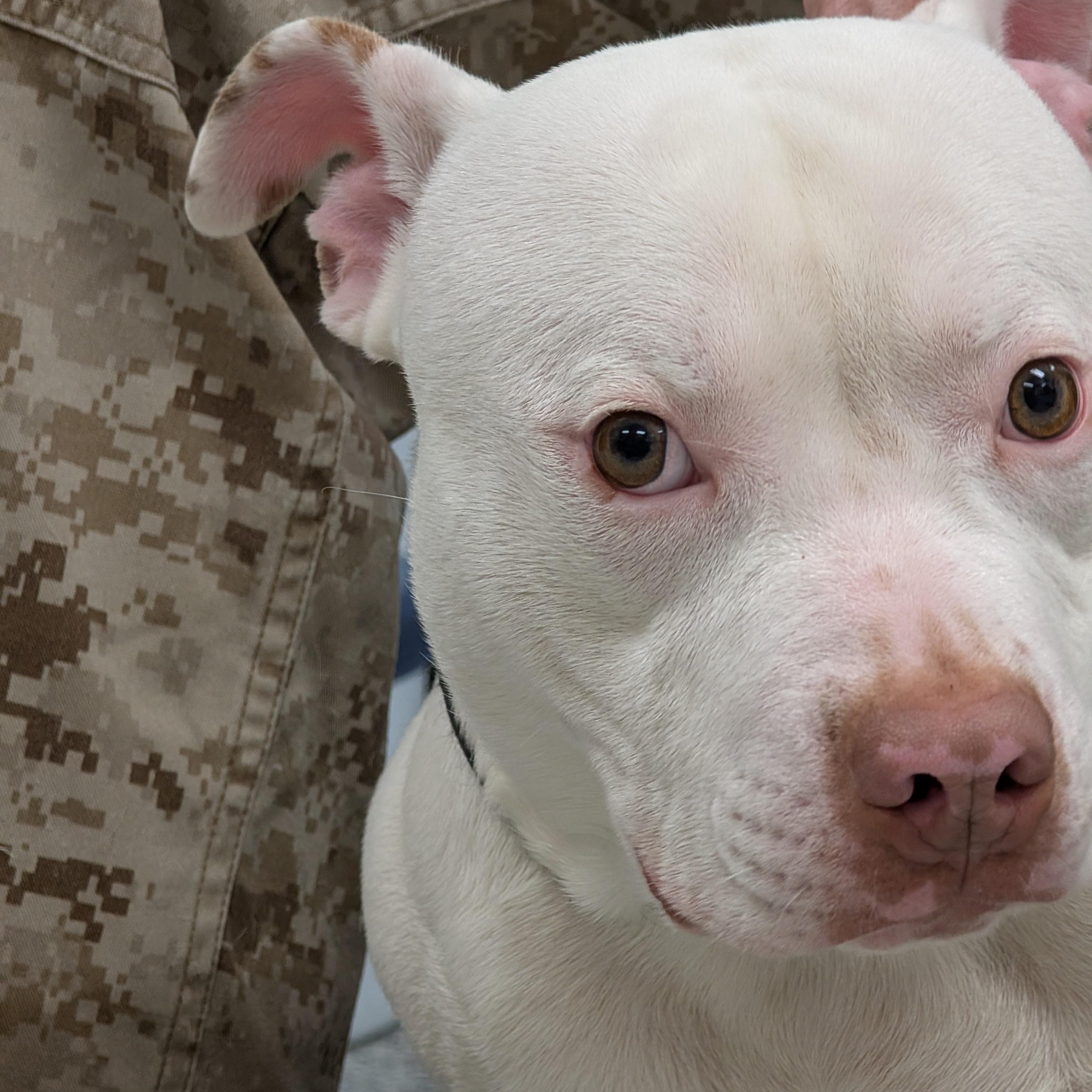 Enlarge 189152 Wilbur  , a ADOPTABLE Pit Bull Terrier in Ravenna, OH image 3/5