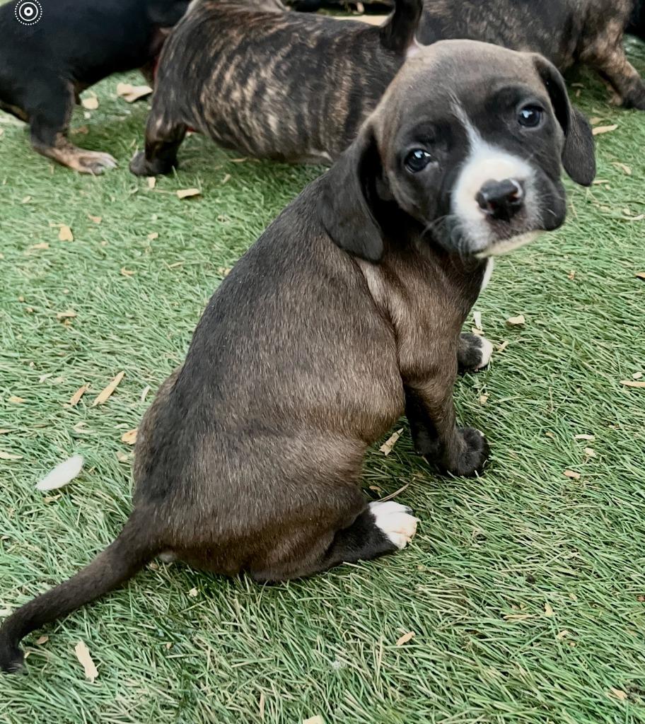 Deborah, a Adoptable mixed breed in El Cajon, CA image 2/4