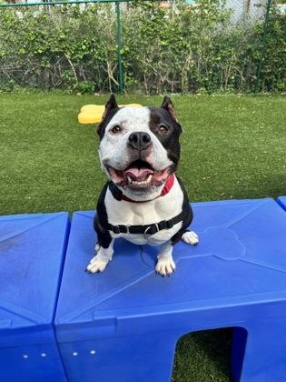 Enlarge T-bone, a Adoptable mixed breed in North Miami Beach, FL image 2/3