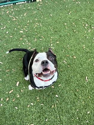 Enlarge T-bone, a Adoptable mixed breed in North Miami Beach, FL image 3/3