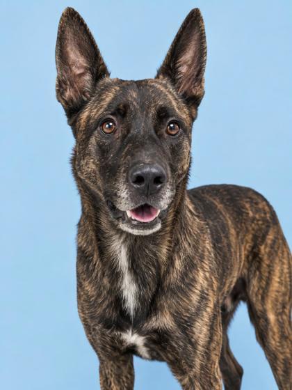 Enlarge Ace 872-26, a Adoptable mixed breed in Cumming, GA image 1/1