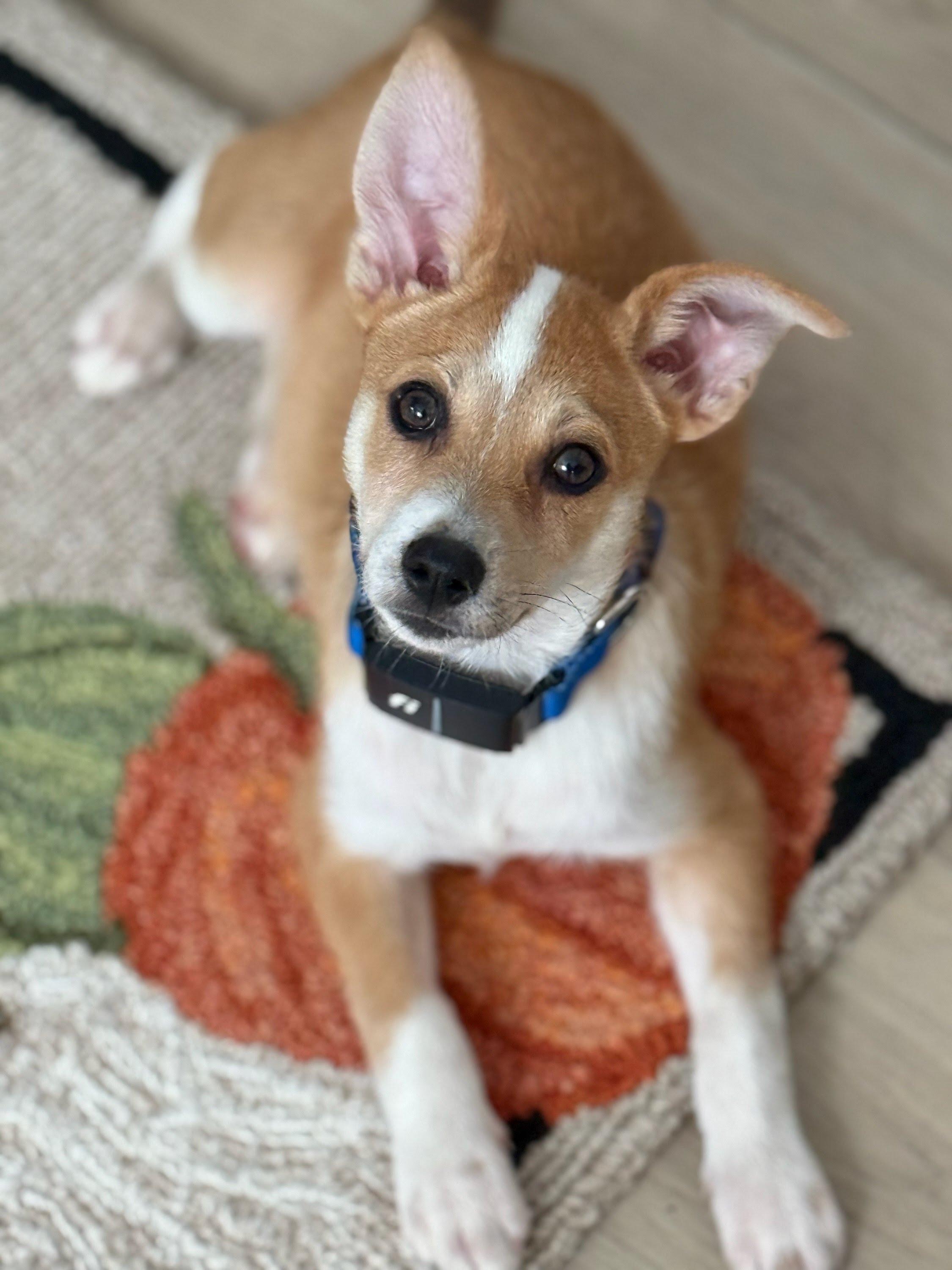 Benson Boone