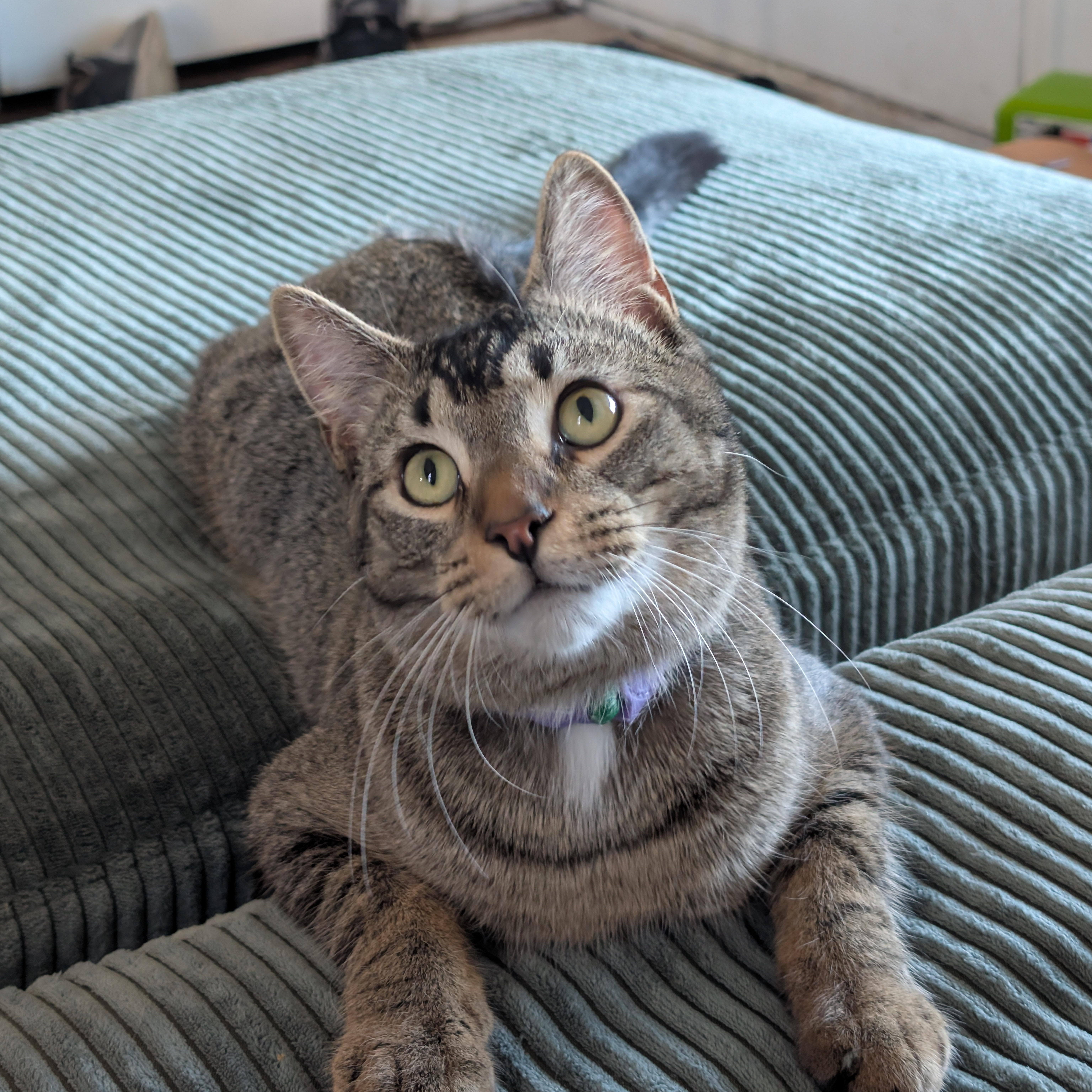 Bruce, Young Male unknown