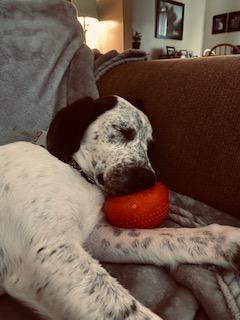 Enlarge Poppy, a ADOPTABLE mixed breed in Glen Allen, VA image 4/5