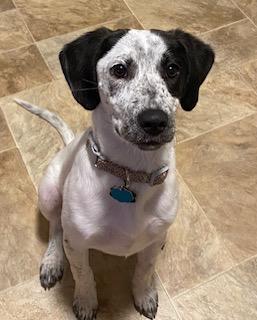 Enlarge Poppy, a ADOPTABLE mixed breed in Glen Allen, VA image 5/5