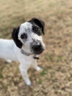 Enlarge Poppy, a ADOPTABLE mixed breed in Glen Allen, VA image 2/5