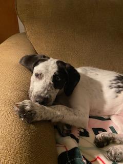 Enlarge Poppy, a ADOPTABLE mixed breed in Glen Allen, VA image 3/5