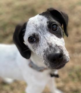 Enlarge Poppy, a ADOPTABLE mixed breed in Glen Allen, VA image 1/5