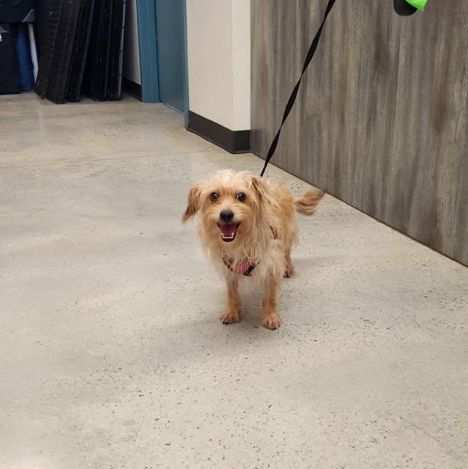 Mocha, an adopted mixed breed in New Rochelle, NY image 2/2