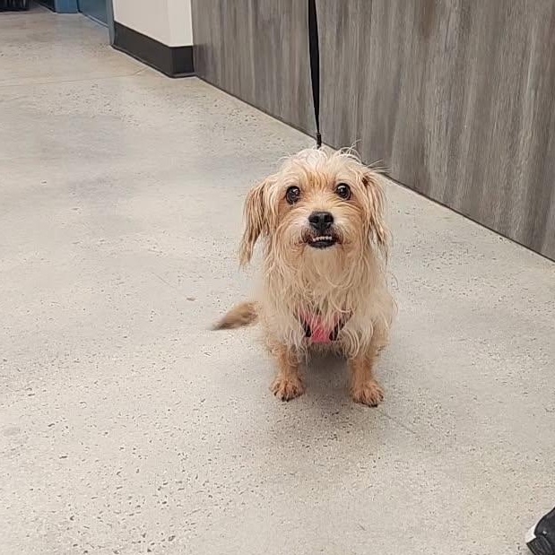 Mocha, adopted, Adult Female Silky Terrier.