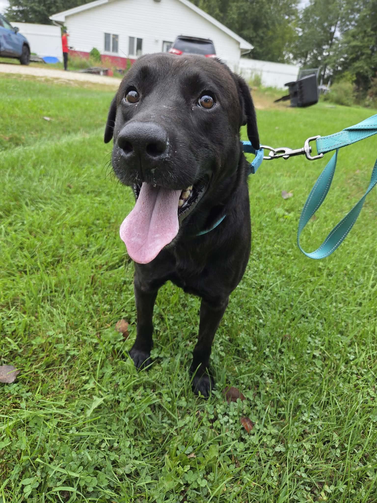 Enlarge George-Not Accepting Applications Yet, a Adoptable Black Labrador Retriever in Medina, OH image 5/6