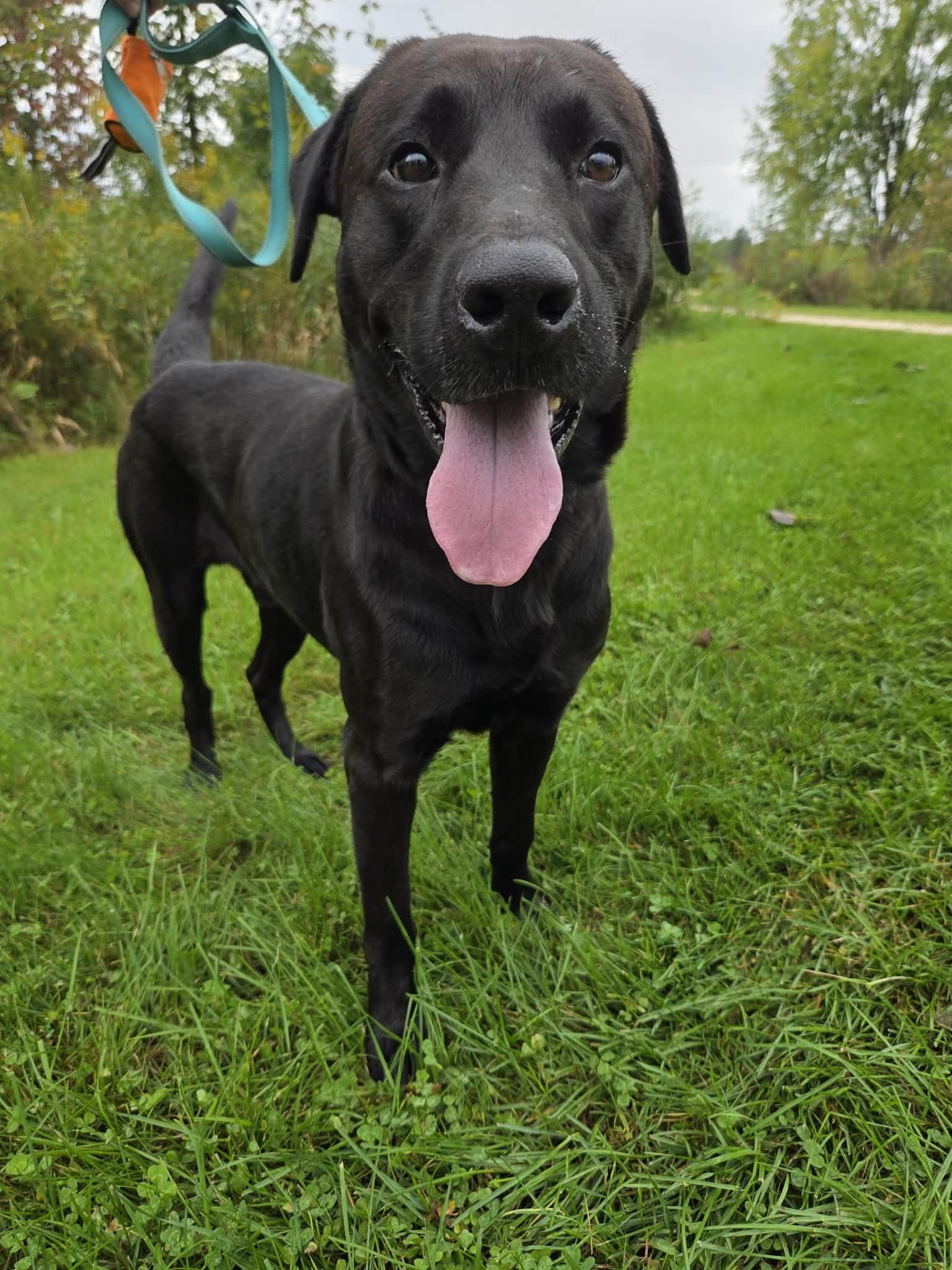 George-Not Accepting Applications Yet, Adoptable, Adult Male Black Labrador Retriever.