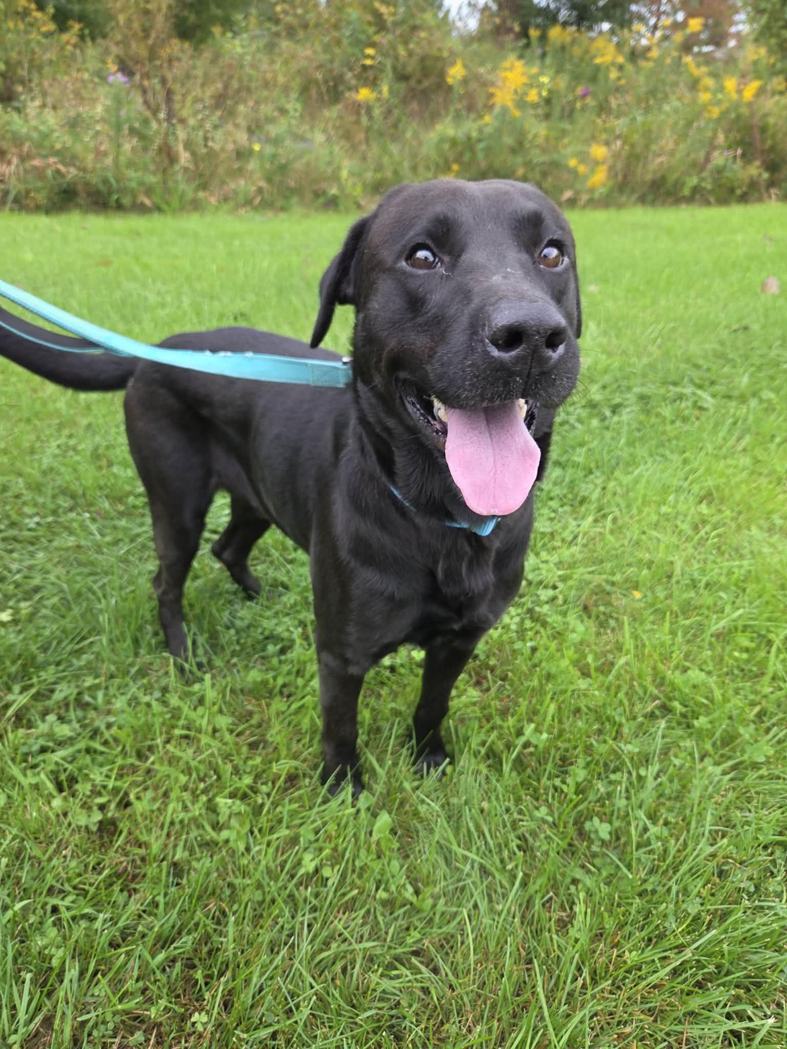 Enlarge George-Not Accepting Applications Yet, a Adoptable Black Labrador Retriever in Medina, OH image 3/6