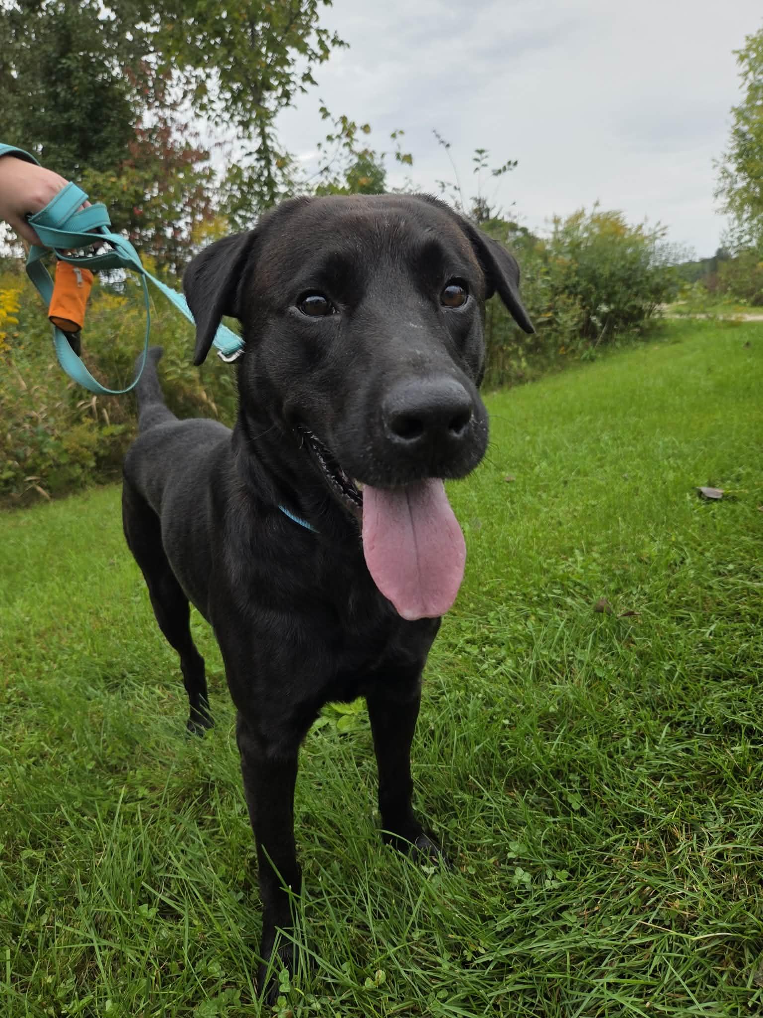 Enlarge George-Not Accepting Applications Yet, a Adoptable Black Labrador Retriever in Medina, OH image 2/6