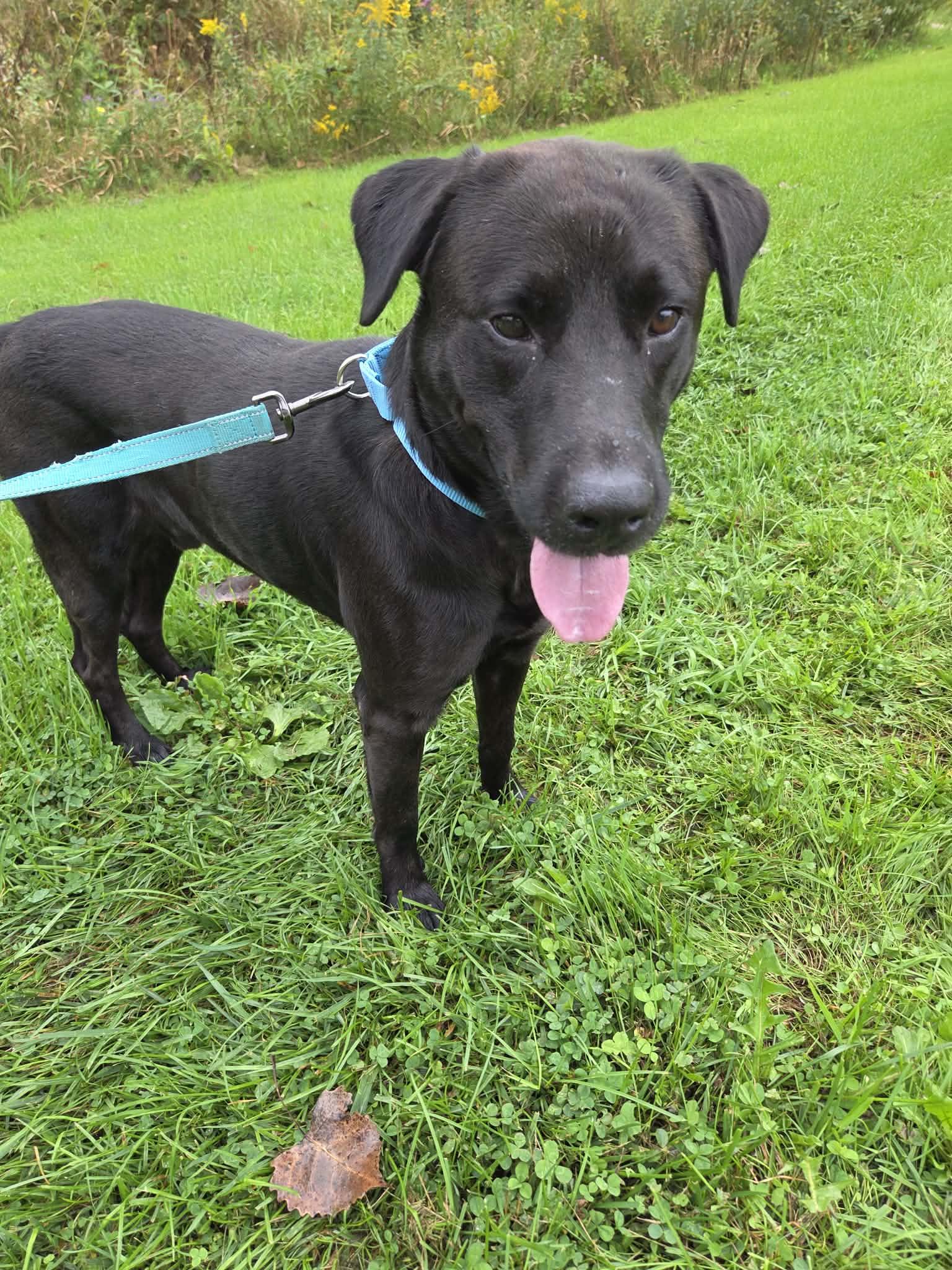 Enlarge George-Not Accepting Applications Yet, a Adoptable Black Labrador Retriever in Medina, OH image 4/6