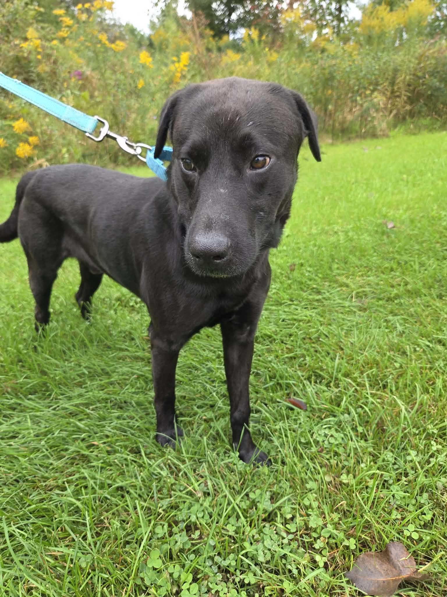 Enlarge George-Not Accepting Applications Yet, a Adoptable Black Labrador Retriever in Medina, OH image 6/6