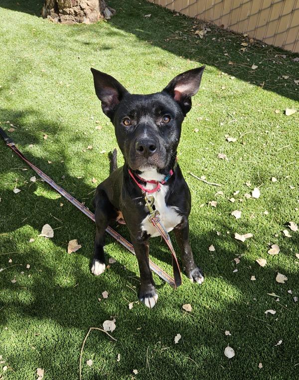 Howie, Adoptable, Young Male Pit Bull Terrier.