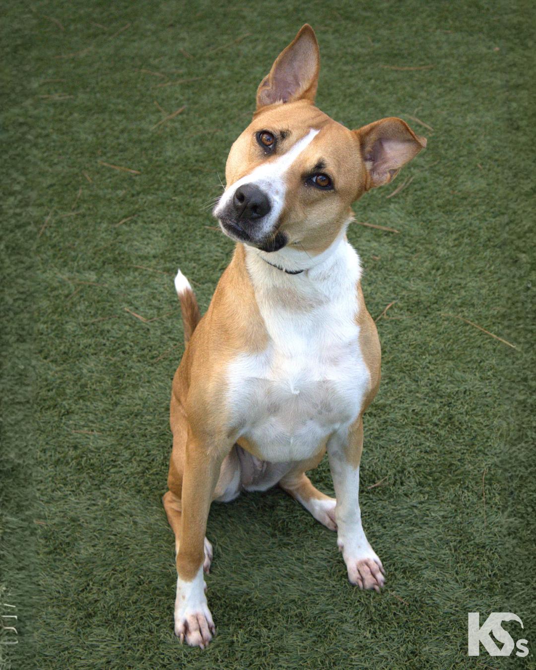 Enlarge Charmy, a ADOPTABLE mixed breed in Ponte Vedra, FL image 3/3