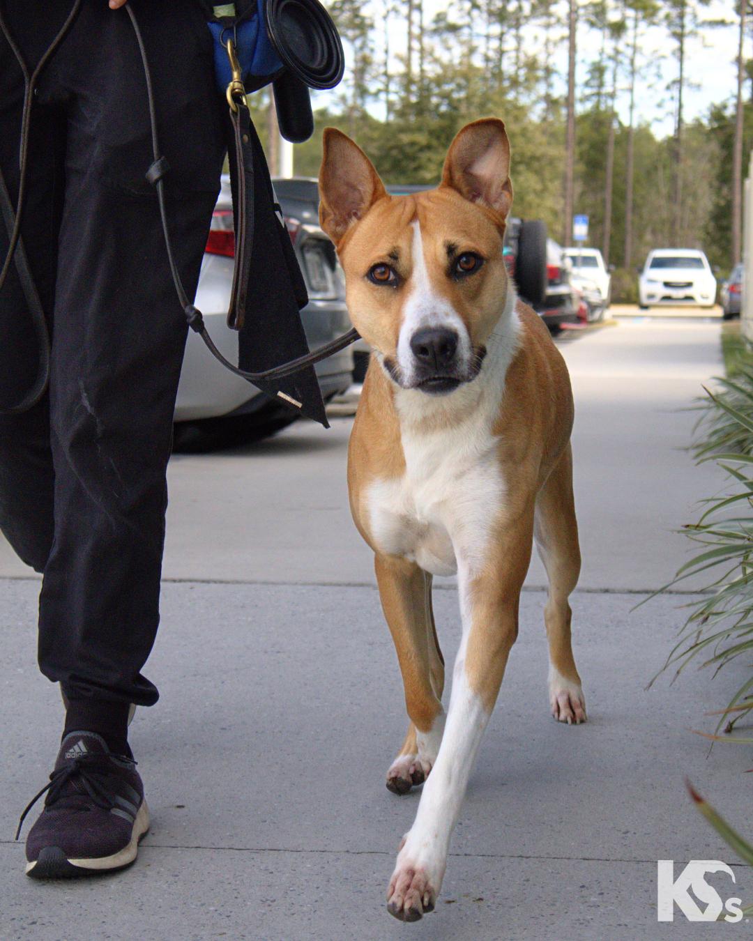Enlarge Charmy, a ADOPTABLE mixed breed in Ponte Vedra, FL image 4/6