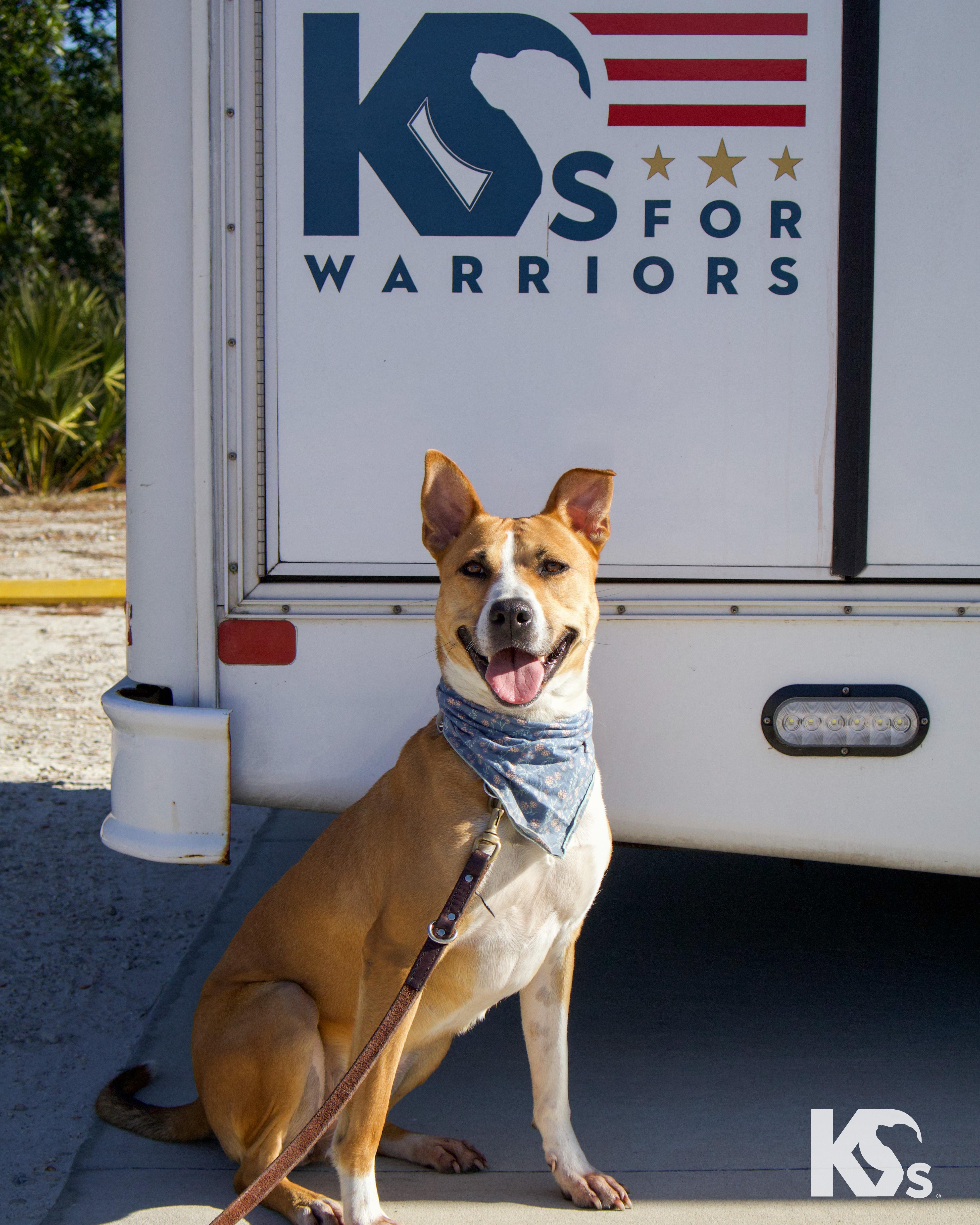 Enlarge Charmy, a ADOPTABLE mixed breed in Ponte Vedra, FL image 5/6